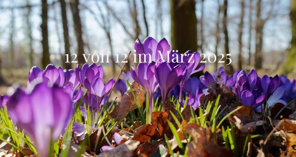 12 aus 12 im März 2025